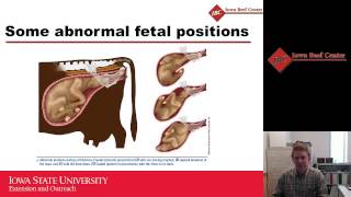 Calving Management in FirstCalf Heifers and Beef Cows [upl. by Matthews]