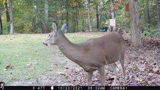 Odocoileus Virginianus 2021 [upl. by Andert766]