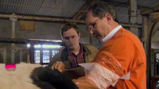 Artificial Insemination for Cattle [upl. by Pierson]