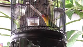 Ciri ciri lovebird siap gantang dan cara mengatur birahi agar stabil PART 1 BAMIS LOVEBIRD farm [upl. by Desmund558]