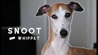 Meet Snoot the Whippet [upl. by Llezo]