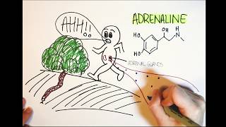 How does adrenaline work [upl. by Tamera]