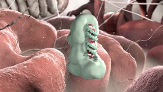 Regulatory RNAs miRNA siRNA snRNA lncRNA [upl. by Metabel66]