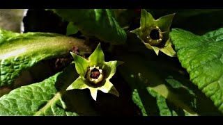 How to collect seeds from Primula  primrose  plant [upl. by Trever]