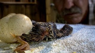 Wild Turkeys Imprinting on a Human  BBC Earth [upl. by Landy]