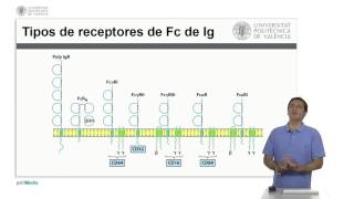 Efecto Inmunológico de los Anticuerpos  625  UPV [upl. by Onek152]