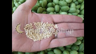 Save seed from Cucamelons Mexican Sour Gherkins [upl. by Gypsie]