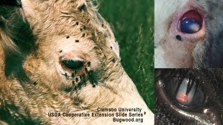 Pink Eye In Beef Cattle Causes Diagnosis Treatment  DL Step DVM [upl. by Swec]