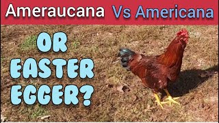 Ameraucana vs Americana vs Easter Egger  Whats the Difference  Anns Tiny Life [upl. by Roda]