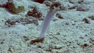 Jawfish Spits Out And Swallows Own Eggs [upl. by Naruq]