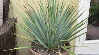 Yucca Rostrata [upl. by Pandolfi40]