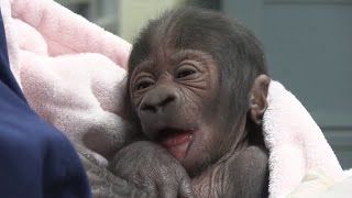 Newborn Gorilla Gets Bottle Fed After Mom Dies from CSection Complications [upl. by Acceber676]