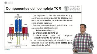 El complejo receptor de la célula T  1925  UPV [upl. by Thayne20]