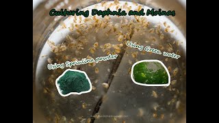 How To Culture Daphnia and Moinas using Green Water Spirulina powder [upl. by Kcirtemed430]