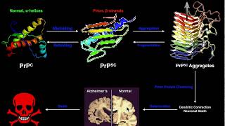 Prions  The General Mechanism of Prion Formation and Disease [upl. by Neukam]