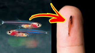 The SMALLEST FISHES In The World 🐟🔍 [upl. by Farnham]