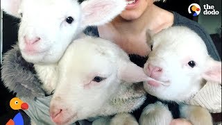 Rescue Lambs Love To Hop Around Their Parents House  The Dodo [upl. by Jarrod]