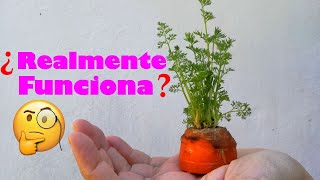 Cómo sembrar ZANAHORIAS sin Semillas  Experimento Rebrote [upl. by Immij]