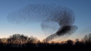 Starling murmuration 2020 Geldermalsen [upl. by Noryd]