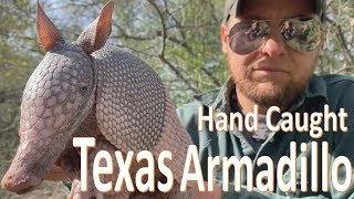 TEXAS Armadillo 9 banded Hand Caught [upl. by Onitnerolf]