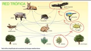 RED TRÓFICA Y CADENA TRÓFICA [upl. by Ignacio]