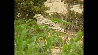 Stone Curlew Sound [upl. by Olimreh]