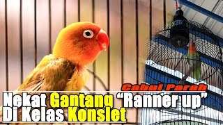 Viral  Lovebird Cabul Nekat Gantang Juara 2 di Kelas Lovebird Konslet [upl. by Junina69]