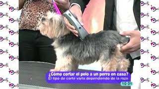 ¿Cómo cortar el pelo a un perro en casa [upl. by Ybrik592]