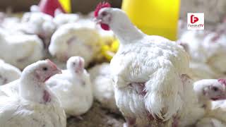 On the Farms of Africa SN1 EP8 Broiler Chicken Farming [upl. by Ashely]