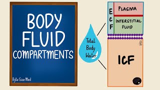 Body Fluid Compartments  ICF  ECF  General Physiology [upl. by Ramhaj]