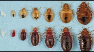 The Life Cycle of a Bed Bug [upl. by Riker]