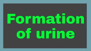 urine formation II how urine formed in body [upl. by Irme]