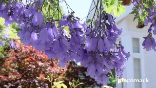 Jacaranda mimosifolia Jacaranda at Plantmark Wholesale Nurseries [upl. by Arica]