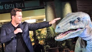 CHRIS PRATT Live Tames BLUE at Jurassic World [upl. by Noreh]