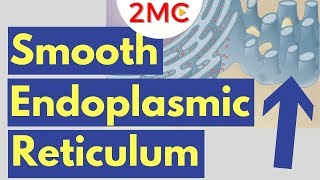 Smooth Endoplasmic Reticulum Function and Structure  Cell Biology Simplified [upl. by Anayik303]