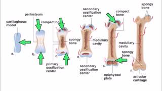 6 Ossification [upl. by Abell235]