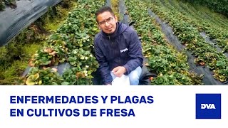 ¿Cómo Identificar TRIPS BOTRYTIS y ANTRACNOSIS en Cultivos de FRESA 🍓 [upl. by Dituri45]