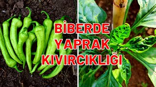 BİBERDE YAPRAK KIVIRCIKLIĞI NEDENİ VE ÇÖZÜMÜ [upl. by Harlamert]