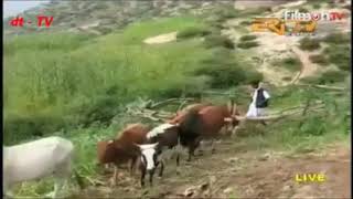 Eritrean bilen music by Temesgen Michealu merina [upl. by Roscoe]