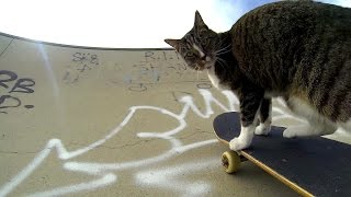 GoPro Didga the Skateboarding Cat [upl. by Airol239]