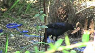 Courtship display of the Satin Bowerbird [upl. by Westney]