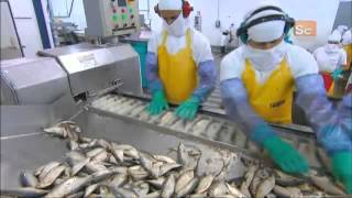 How Its Made  Canned Sardines [upl. by Nomyt190]