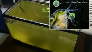 Raising Daphnia for the Freshwater Aquarium [upl. by Rocky402]