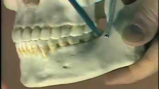 Dental Anatomy Introduction [upl. by Dymphia]