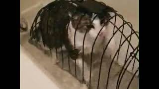 Owner drown cat in cage in tub full of 💦💦💦 [upl. by Bryon]