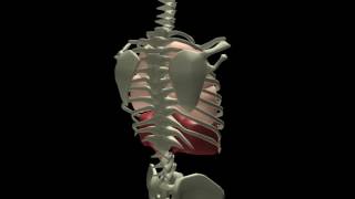 Breathing Mechanism Animation [upl. by Alamat]