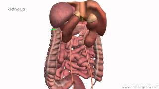 Peritoneal Cavity  Part 4  Intraperitoneal and Retroperitoneal Organs  Anatomy Tutorial [upl. by Rutter67]