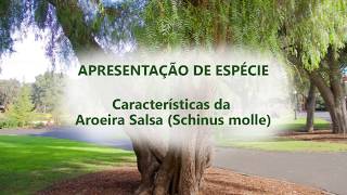 APRESENTAÇÃO DE ESPÉCIES  CARACTERÍSTICAS DA AROEIRA SALSA Schinus molle [upl. by Jefferey]