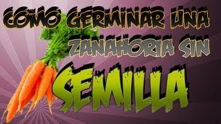 Como Germinar Zanahoria Sin Semilla  Experimento Organico  La Huertina De Toni [upl. by Garrott]