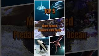 The 5 Most Feared Predators in the Ocean [upl. by Eimat]